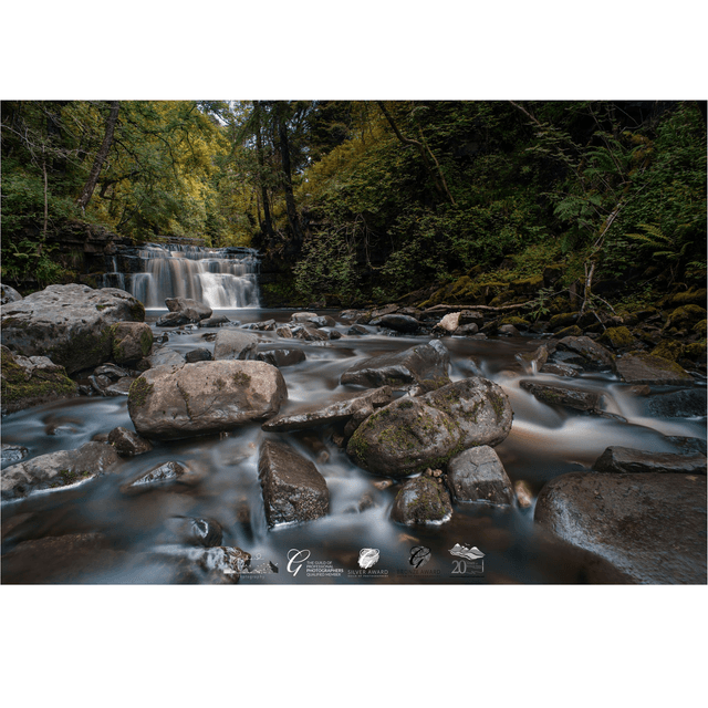 Forest Falls 