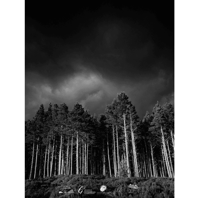 Into The Forest